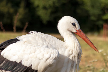 Portrait of a stork close up.
