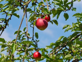 Macro of ripe red apples on an apple tree