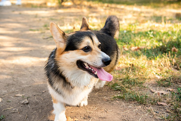 Welsh corgi. Orange dogs. Royal shepherd dog breed
