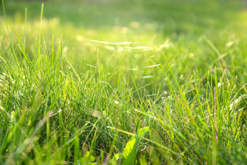 Beauty backgrounds with foliage, green grass, web and bokeh, copy space. selective focus