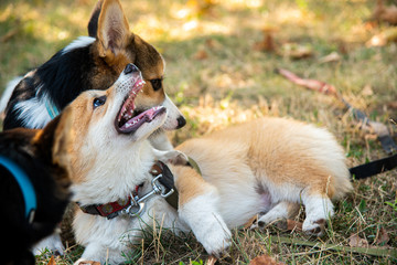 Welsh corgi. Orange dogs. Royal shepherd dog breed