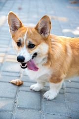 Welsh corgi. Orange dogs. Royal shepherd dog breed