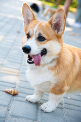 Welsh corgi. Orange dogs. Royal shepherd dog breed