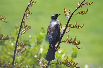 Tui on flax flower