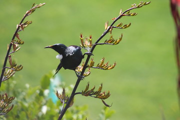 Tui on flax flower