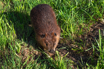 Adult Beaver (Castor canadensis) Walks Below Summer