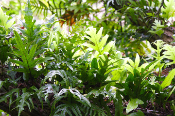 Ferns in New Zealand