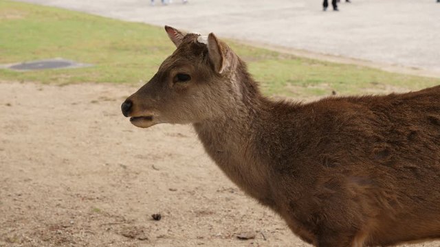Shika deer portrait shot at Nara park. Wild animal stand still and look around, turn head to camera. Popular tourist attraction and interesting historical place
