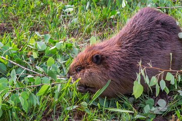 Adult Beaver (Castor canadensis) Chews on Leafy Branch Summer