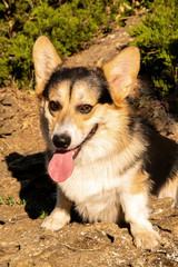 Welsh corgi. Orange dogs. Royal shepherd dog breed