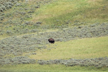 Bisons in Yellowstone National Park.