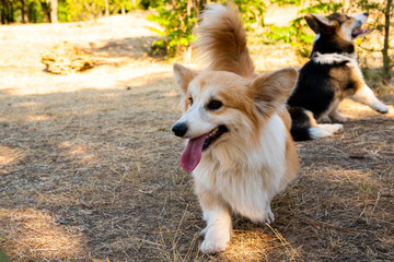 Welsh corgi. Orange dogs. Royal shepherd dog breed