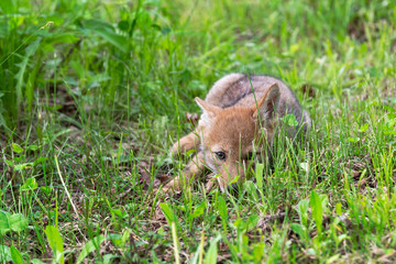 Coyote Pup (Canis latrans) Lies in Grass Summer