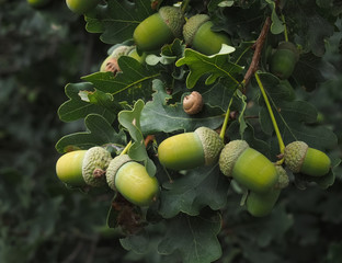 Acorns hanging on an acorn tree in fall
