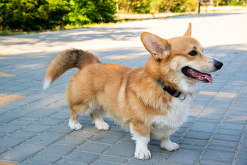 Welsh corgi. Orange dogs. Royal shepherd dog breed