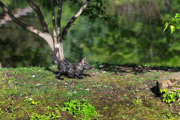 Soaking Wet Cross Fox Kit (Vulpes vulpes) Tail Up on Island Summer