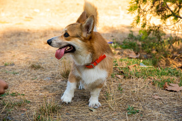 Welsh corgi. Orange dogs. Royal shepherd dog breed