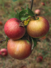 Macro of ripe red apples on an apple tree
