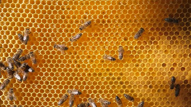 Bee larvae in the honeycomb, insect seeding. Swarm of bees working on a honeycomb carries honey and nectar. Close communication of bees, bee conversation.