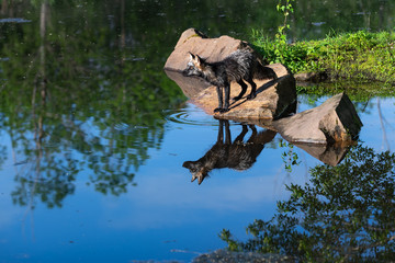 Adult Cross Fox (Vulpes vulpes) Reflected in Water on Island Rock Summer