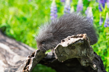 Porcupette (Erethizon dorsatum) Balances on Log End Lupine Behind Summer
