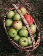 Apples in a wicker straw basket. Fresh bright green and red pink apples in a basket, the farmer's harvest of late summer and early autumn. Apple Saved. Collect the apples and put them in the basket.