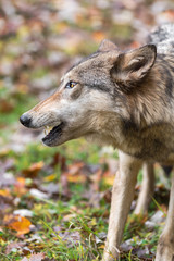 Naklejka na ściany i meble Grey Wolf (Canis lupus) Mouth Open Looks Left Closeup Autumn
