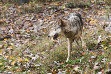 Grey Wolf (Canis lupus) Turns Left in Leaf Clutter Autumn