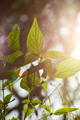 Obraz na płótnie Canvas green leaves in sunlight