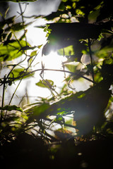 forest leaves in the morning