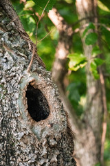 hole in a tree
