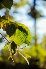 leaves on a tree