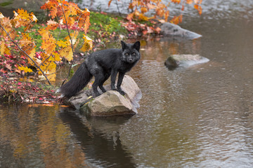 Silver Fox (Vulpes vulpes) Stands on Rock Staring Out Autuman