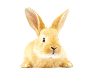 Head of fluffy ginger rabbit isolated on white background. Little friend. Animals concept.
