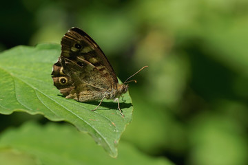Nahansicht eines Schmetterlings - Waldbrettspiel