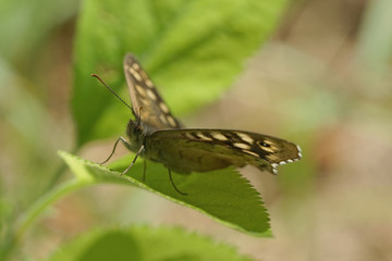 Obraz premium Nahansicht eines Schmetterlings - Waldbrettspiel