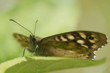 Nahansicht eines Schmetterlings - Waldbrettspiel