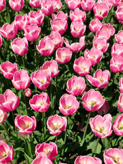 Field of pink tulips flowers in Bulgaria. Green and beautiful texture of fresh florals.  