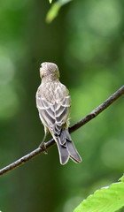 Rear view of a female house finch perched on a branch