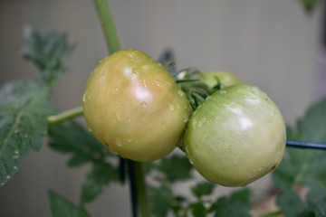 Three tomatoes on the vine