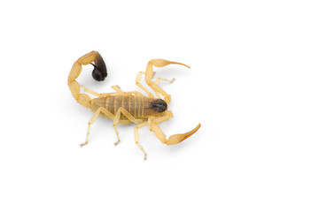 Yellow deadly dangerous scorpion top view isolated on white background