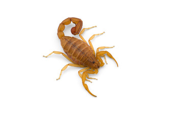 Yellow deadly dangerous scorpion top view isolated on white background