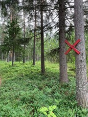 cross in the woods