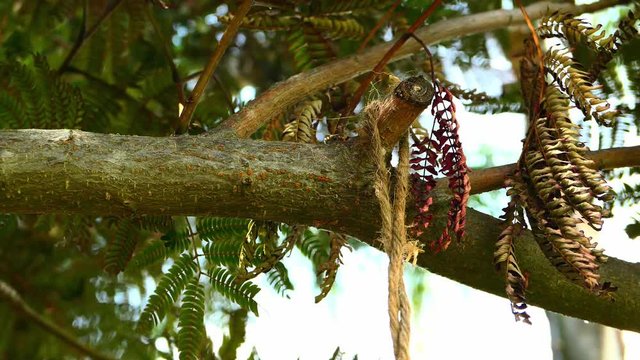 Ant trail on tree limb