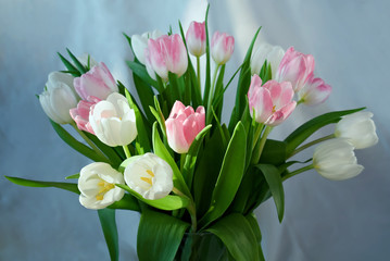Bouquet of delicate white and rose-colored tulips in vase in sunlight, indoors, blurred background, still life