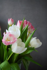 Bunch of delicate white and rose-colored tulips in vase on gray wall background, still life, copy space