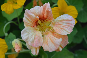 Fototapeta premium Autumn in the flower beds blooming lovely plants - flowers of nasturtium, which delight with its unusual generic color