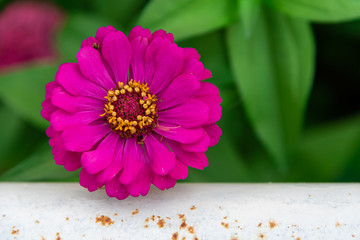 Flowers zinnia elegans. Color nature background.
