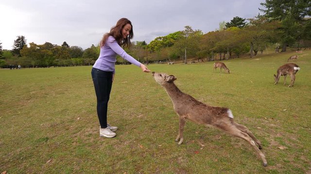 Woman stretch out hand with little piece of cracker, wild deer reach out special senbei snack. Shy and tame animals of Nara park, popular tourist attraction area at Japan