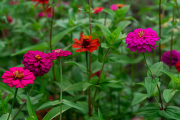 Flowers zinnia elegans. Color nature background.